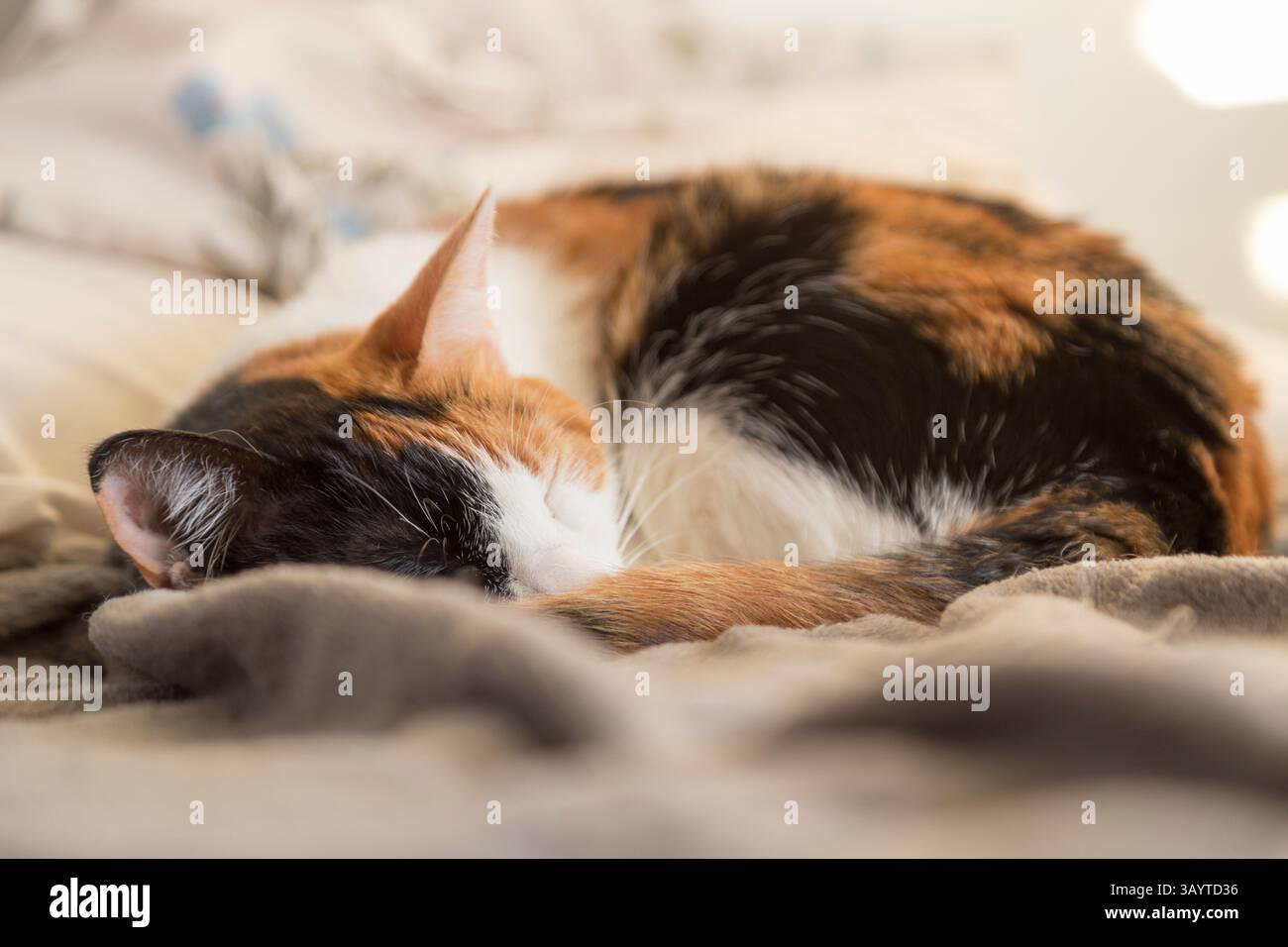 Schwarze Tortie und weiße Katze schlafen mit einem ruhigen Ausdruck auf einem Bett mit grauer Decke und Kissen im Hintergrund Stockfoto