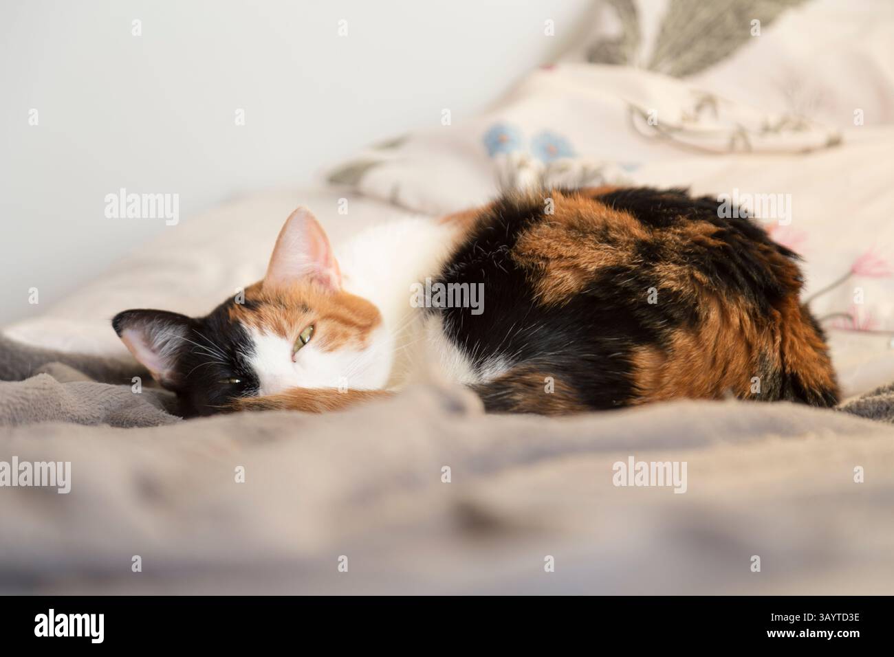 Schwarze Tortie und weiße Katze, die auf einem Bett liegen, mit grauer Decke und Kissen im Hintergrund Stockfoto