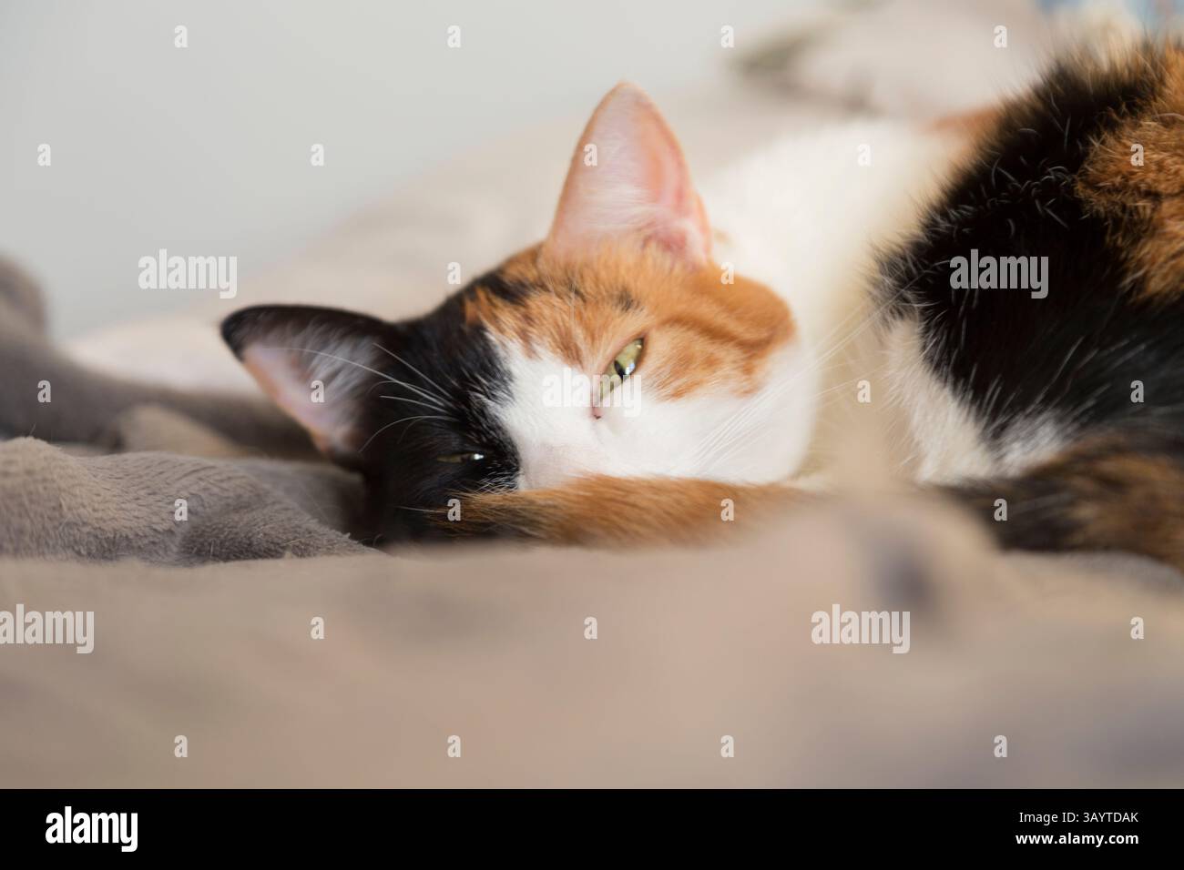 Schwarze Tortie und weiße Katze, die auf einem Bett liegen, mit grauer Decke und Kissen im Hintergrund Stockfoto