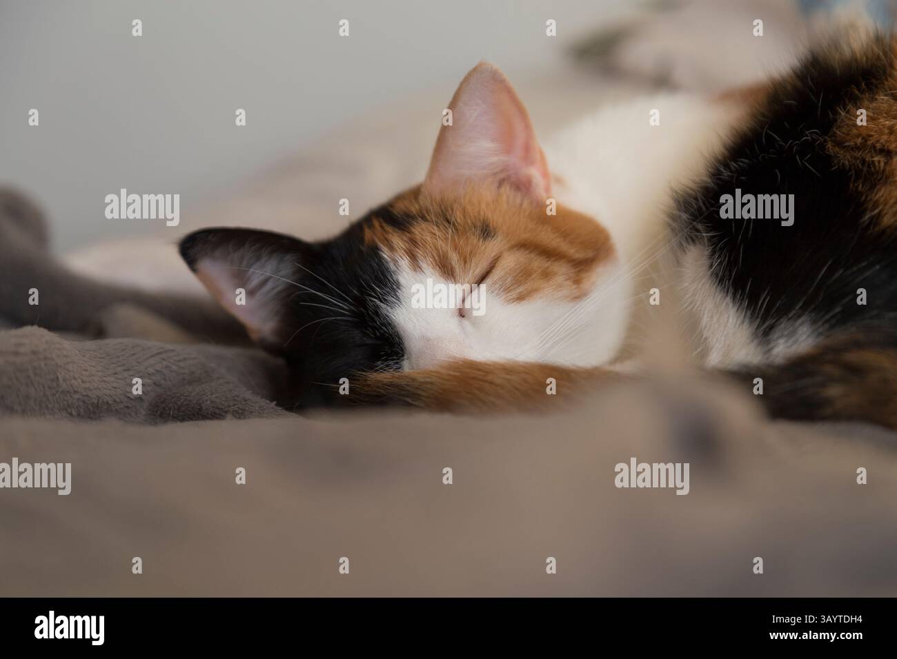 Schwarze Tortie und weiße Katze schlafen mit einem ruhigen Ausdruck auf einem Bett mit grauer Decke und Kissen im Hintergrund Stockfoto