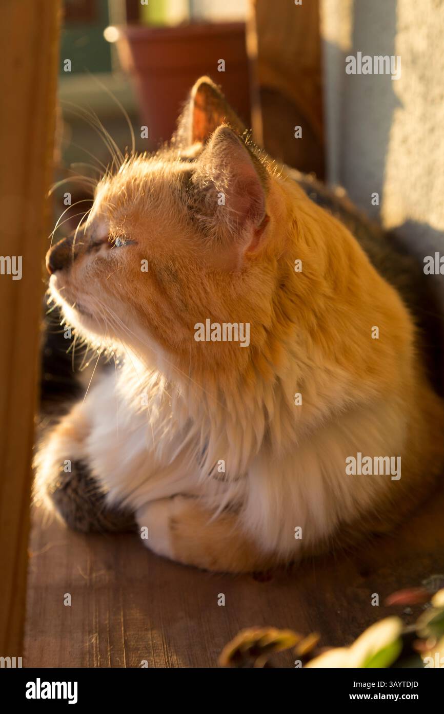 Schwarze Makrele Torbie und weiße Katze schnüffeln die Luft bei Sonnenuntergang Stockfoto