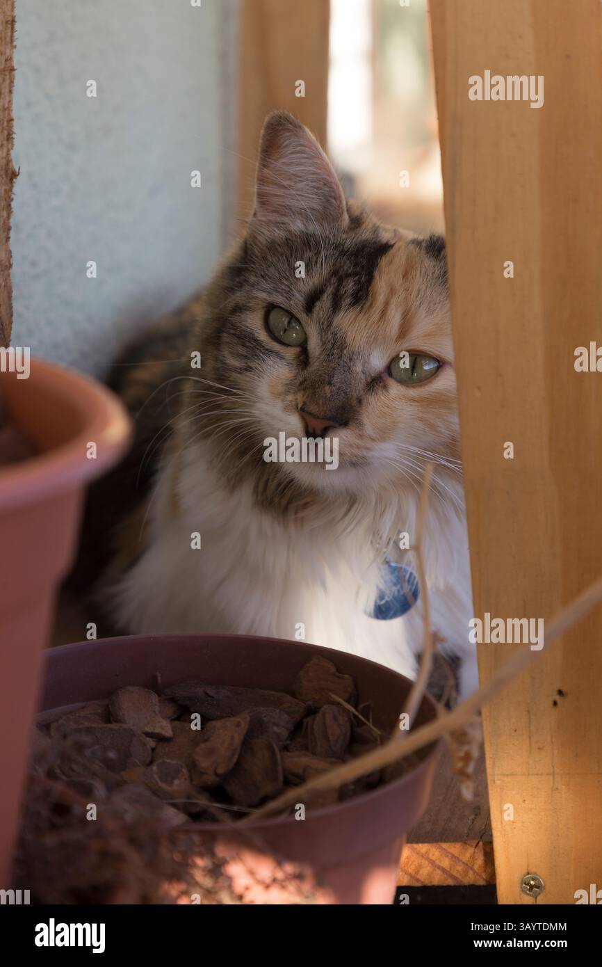 Schwarze Makrele Torbie und weiße Katze sehen die Kamera auf einem Wald und fangen die Nachmittagssonne ein Stockfoto