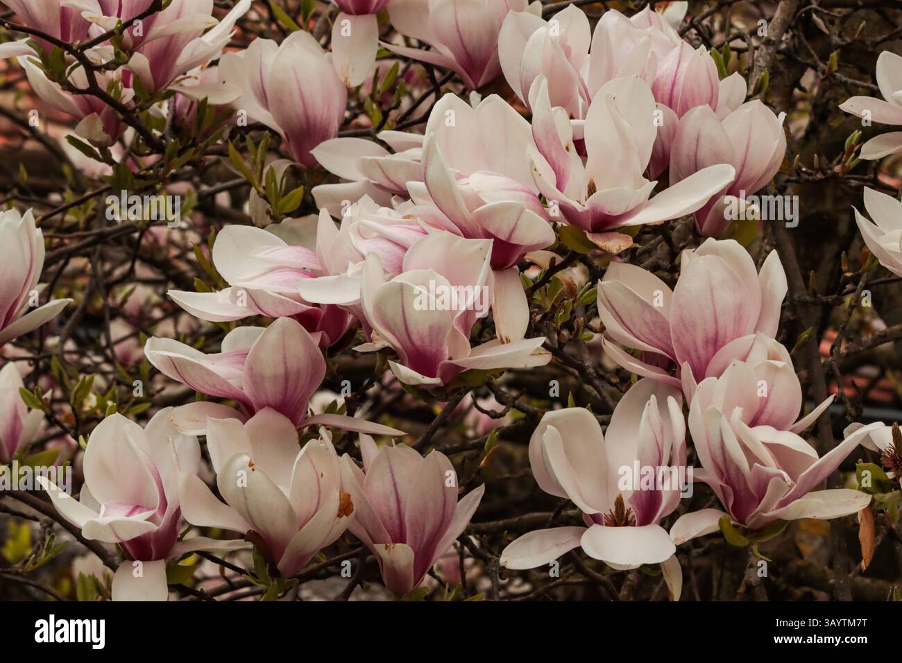Magnolie blüht im Frühling Stockfoto