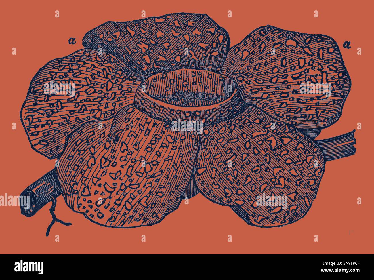 Eine detailreiche Illustration einer großen, strukturierten Blume mit einem zentralen Hohlraum, mit einer mehrschichtigen, blattförmigen Struktur und zarten Mustern, die vor einem auffälligen, kontrastierenden Hintergrund stehen. Die größte klassische Blumenkunst mit einem modernen Touch von Artotop Stockfoto