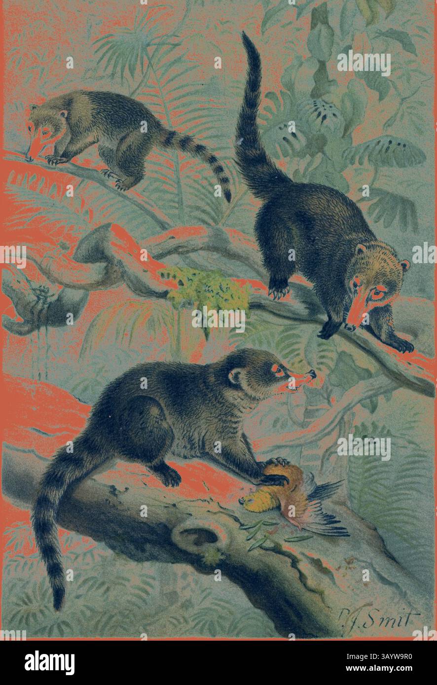 Drei Coatis sind beim Klettern und Spielen auf einem Ast inmitten üppiger tropischer Vegetation dargestellt. Ein Coati beobachtet aufmerksam, während ein anderer mit einem kleinen Vogel auf dem Ast unter sich interagiert und das lebendige Leben einer Wildnis-Szene in einem Dschungel zeigt. Klassische Coati-Kunst mit einer modernen Note, die von Artotop neu interpretiert wurde Stockfoto