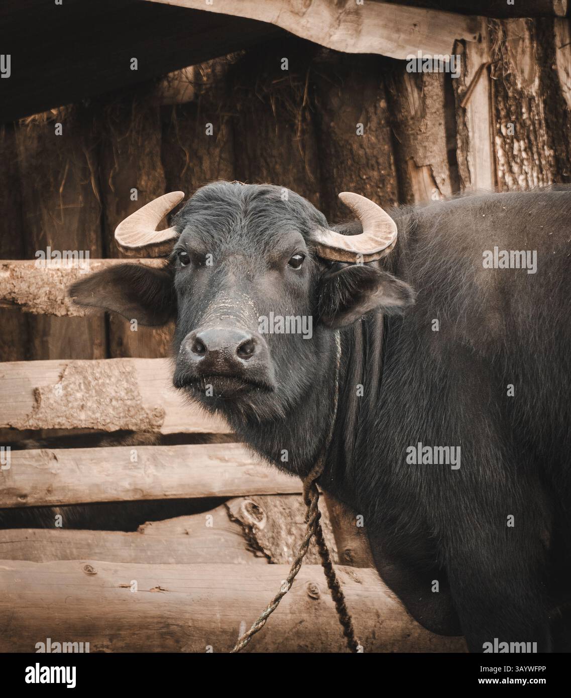 Nahaufnahme eines Wasserbüffels in Nepal. Haustierhaltung Stockfoto