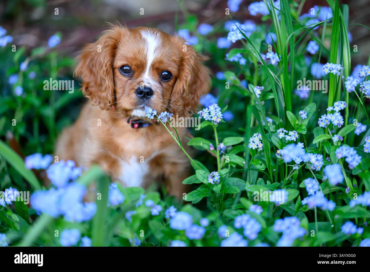 Ruby Cavalier, König Charles Spaniel, spielt in einem Garten Stockfoto
