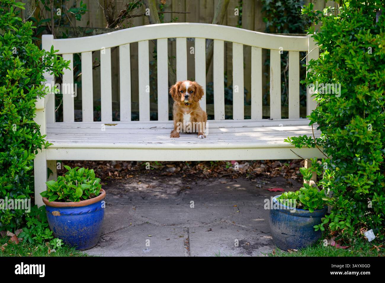 Ruby Cavalier, König Charles Spaniel, spielt in einem Garten Stockfoto