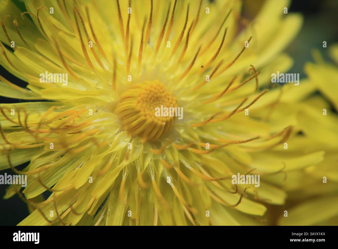 Blühender Löwenzahn Stockfoto