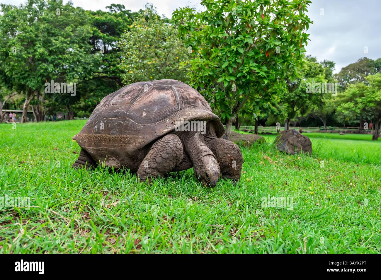 Riesenschildkröte, die grast. Urzeitliches Reptil in voller Größe auf üppigem Gras. Aldabarer Riese frisst friedlich Stockfoto