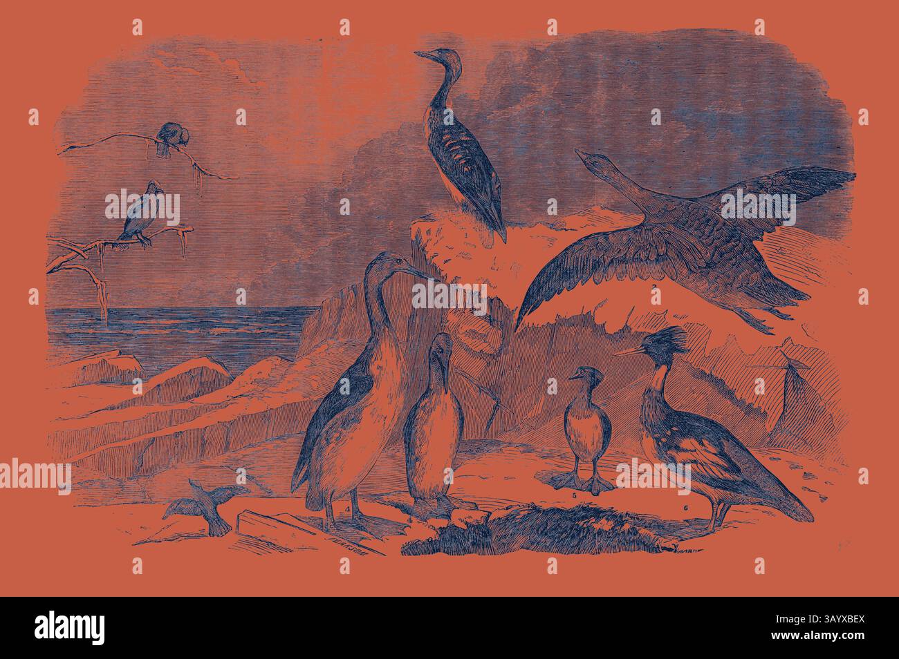 Eine Gruppe verschiedener Vögel ist an einer felsigen Küste dargestellt, wobei einige auf Felsen thronen, während andere im Flug sind. Die Szene vermittelt ein Gefühl für Natur und Tierwelt und zeigt die Vielfalt der Vogelarten. Seltene Wintervögel, die kürzlich in Yorkshire geschossen wurden. Black Throated Diver (Colymbus Arcticus), 2. Pink Footed Gans (Anser Phoenicopus), 3. Wachssplitter (Ampelis Garrulus), 4. Rottaucher (Colymbus Septentrionalis), 5. Sclavonian Grebe (Podiceps Cornutus), 6. Rotbreasted Merganser (Mergus Serrator) Klassische Kunst mit modernem Touch, neu interpretiert von Artotop Stockfoto