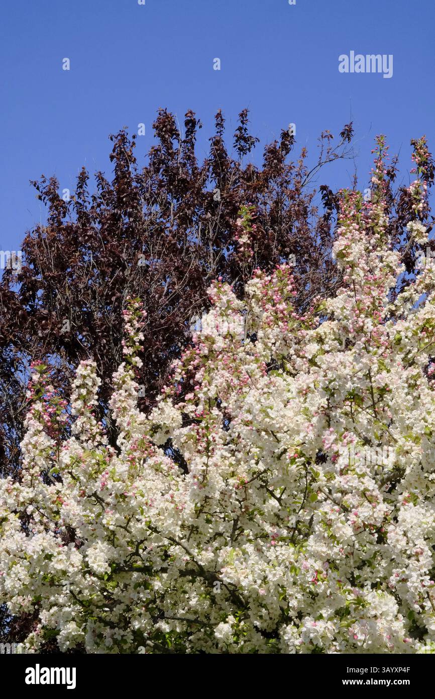 Apfelblüte mit Kupferbuche dahinter Stockfoto