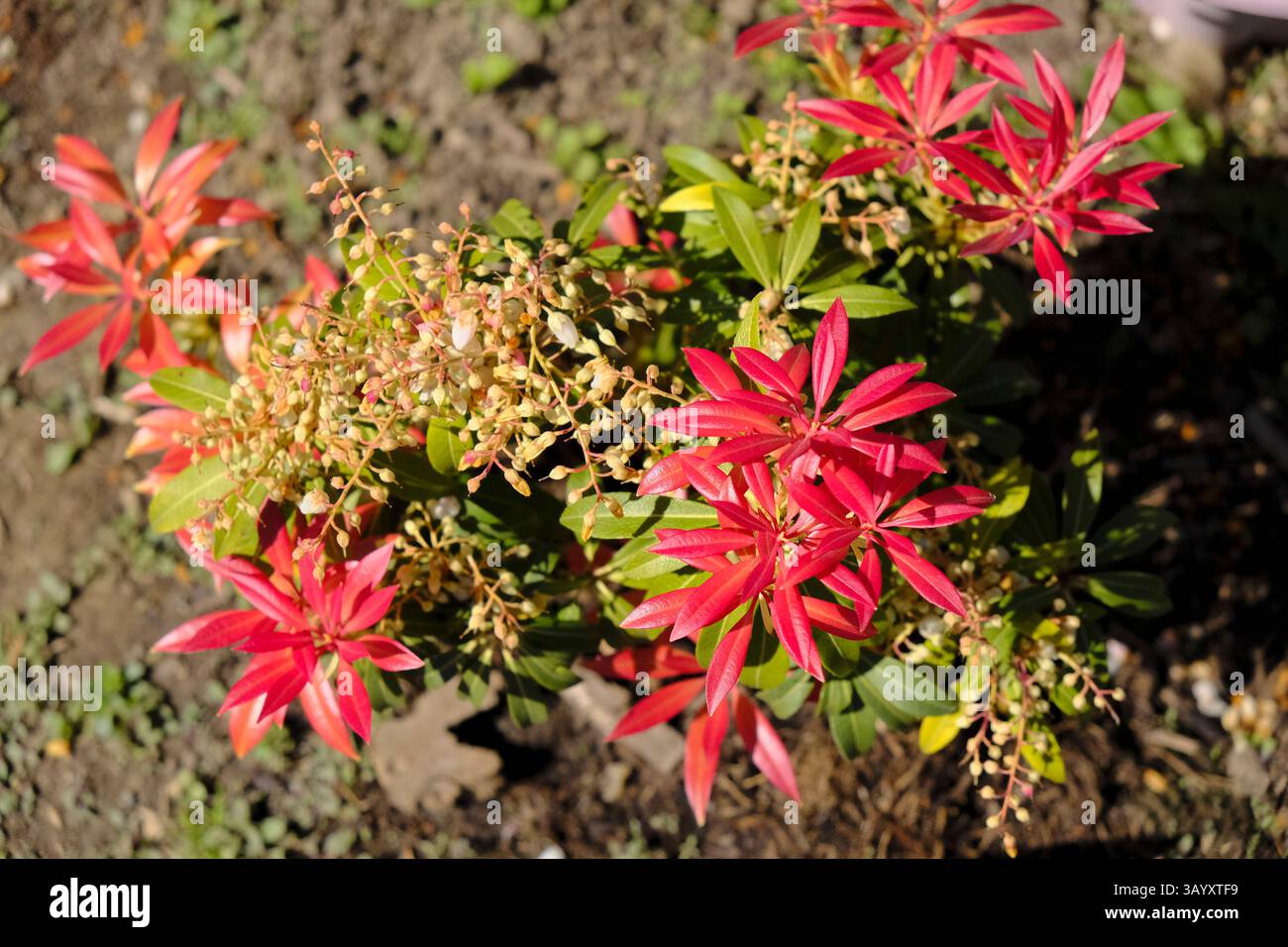 Pieris floribunda „Forest Flame – neues Wachstum Anfang Frühling in Großbritannien Stockfoto