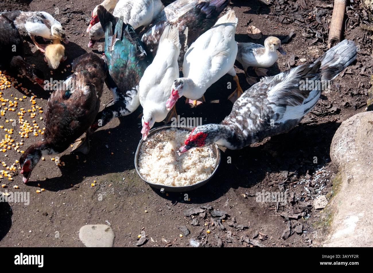 Enten essen Reis und Mais auf einer Farm Stockfoto