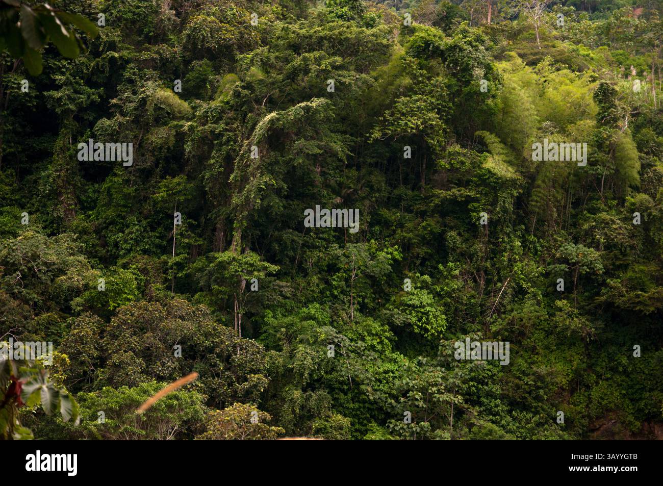 Dichtes Laub und vielfältige Pflanzenwelt schaffen einen lebendigen grünen Teppich in einem tropischen Regenwald-Ökosystem Stockfoto