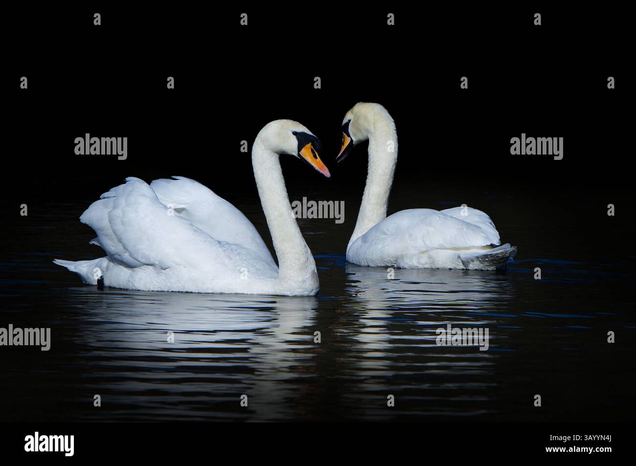 Höckerschwan (Cygnus Olor) Stockfoto