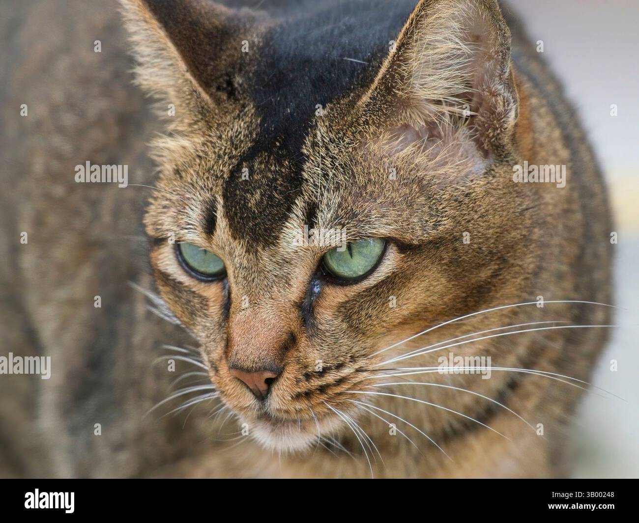 Eine schöne Katze Stockfoto
