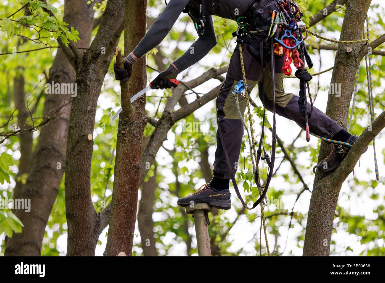 Symbolfoto zum Thema Baumpflege. Ein Mann aufgenommen bei der Baumpflege in Berlin, 23.04.2025. Berlin Deutschland *** symbolisches Foto zum Thema o Stockfoto
