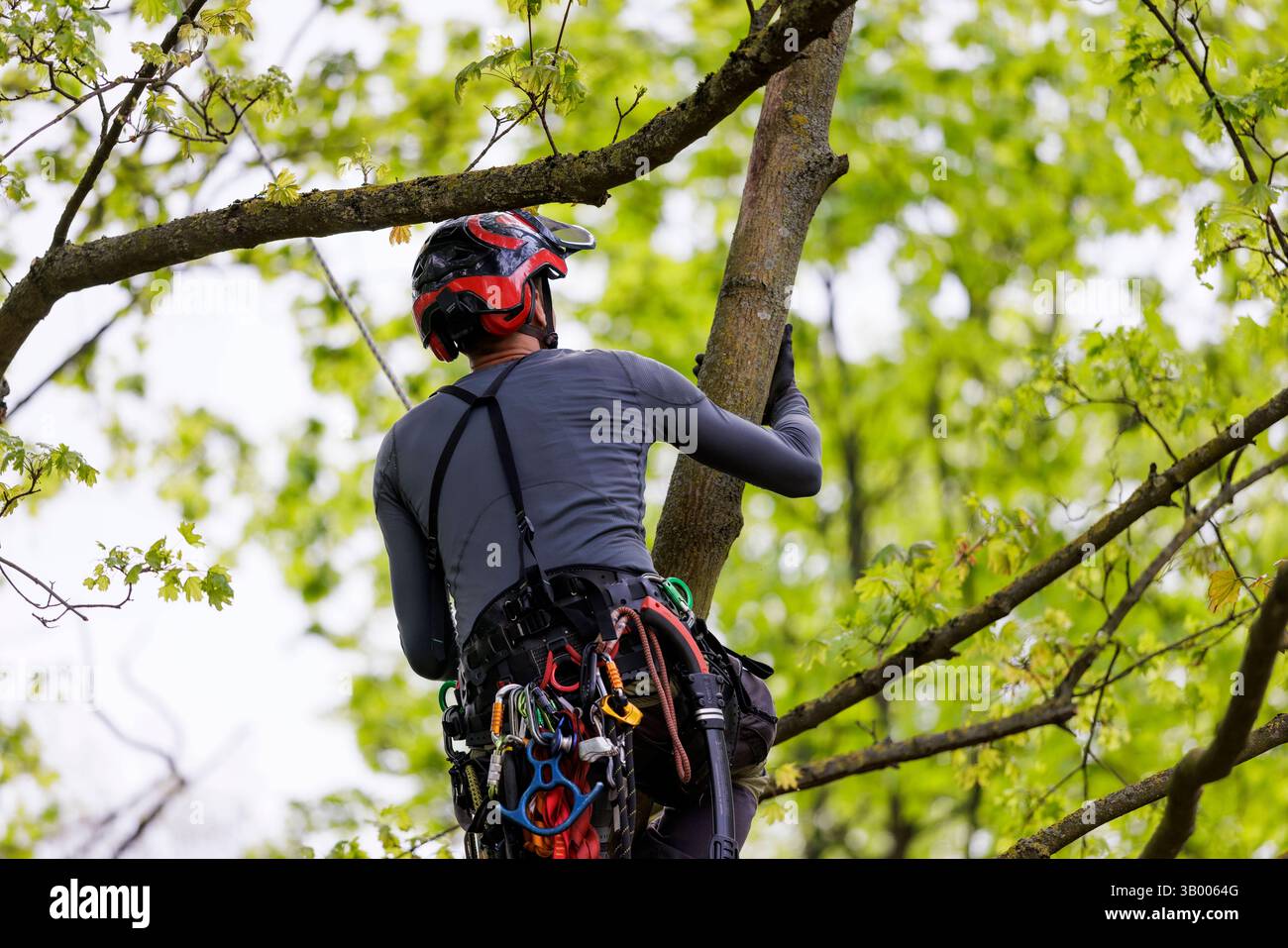 Symbolfoto zum Thema Baumpflege. Ein Mann aufgenommen bei der Baumpflege in Berlin, 23.04.2025. Berlin Deutschland *** symbolisches Foto zum Thema o Stockfoto