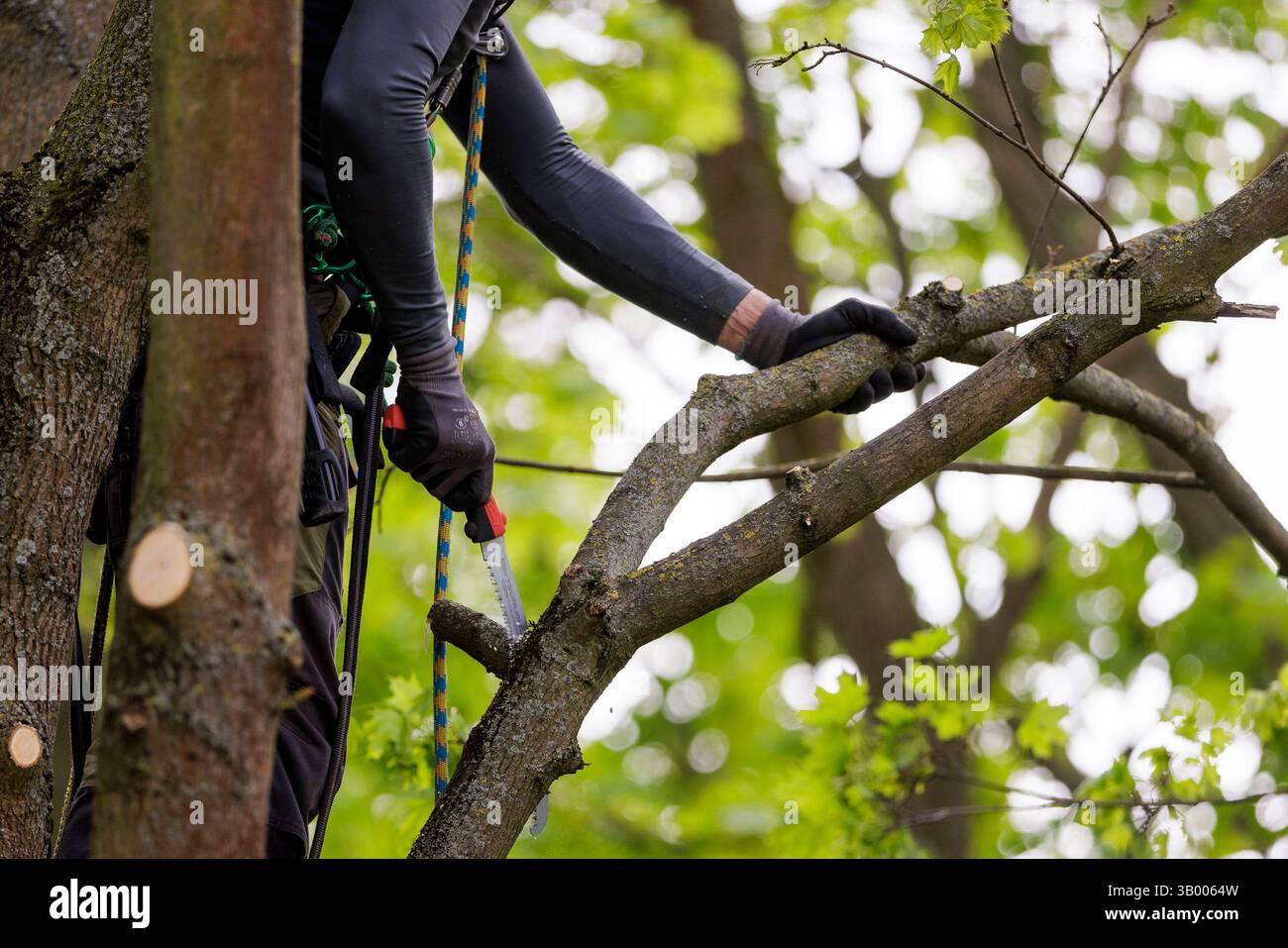 Symbolfoto zum Thema Baumpflege. Ein Mann aufgenommen bei der Baumpflege in Berlin, 23.04.2025. Berlin Deutschland *** symbolisches Foto zum Thema o Stockfoto