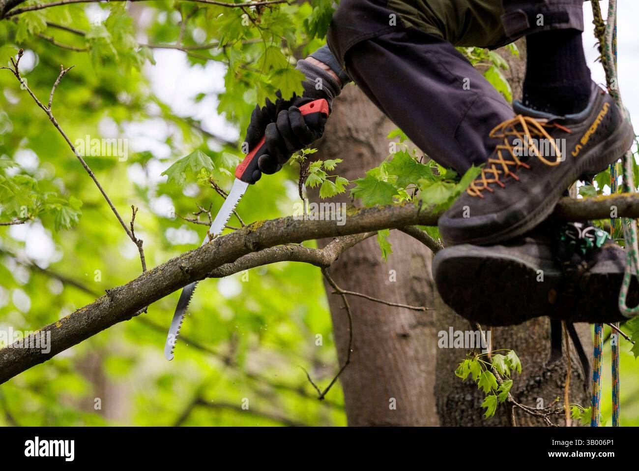 Symbolfoto zum Thema Baumpflege. Ein Mann aufgenommen bei der Baumpflege in Berlin, 23.04.2025. Berlin Deutschland *** symbolisches Foto zum Thema o Stockfoto