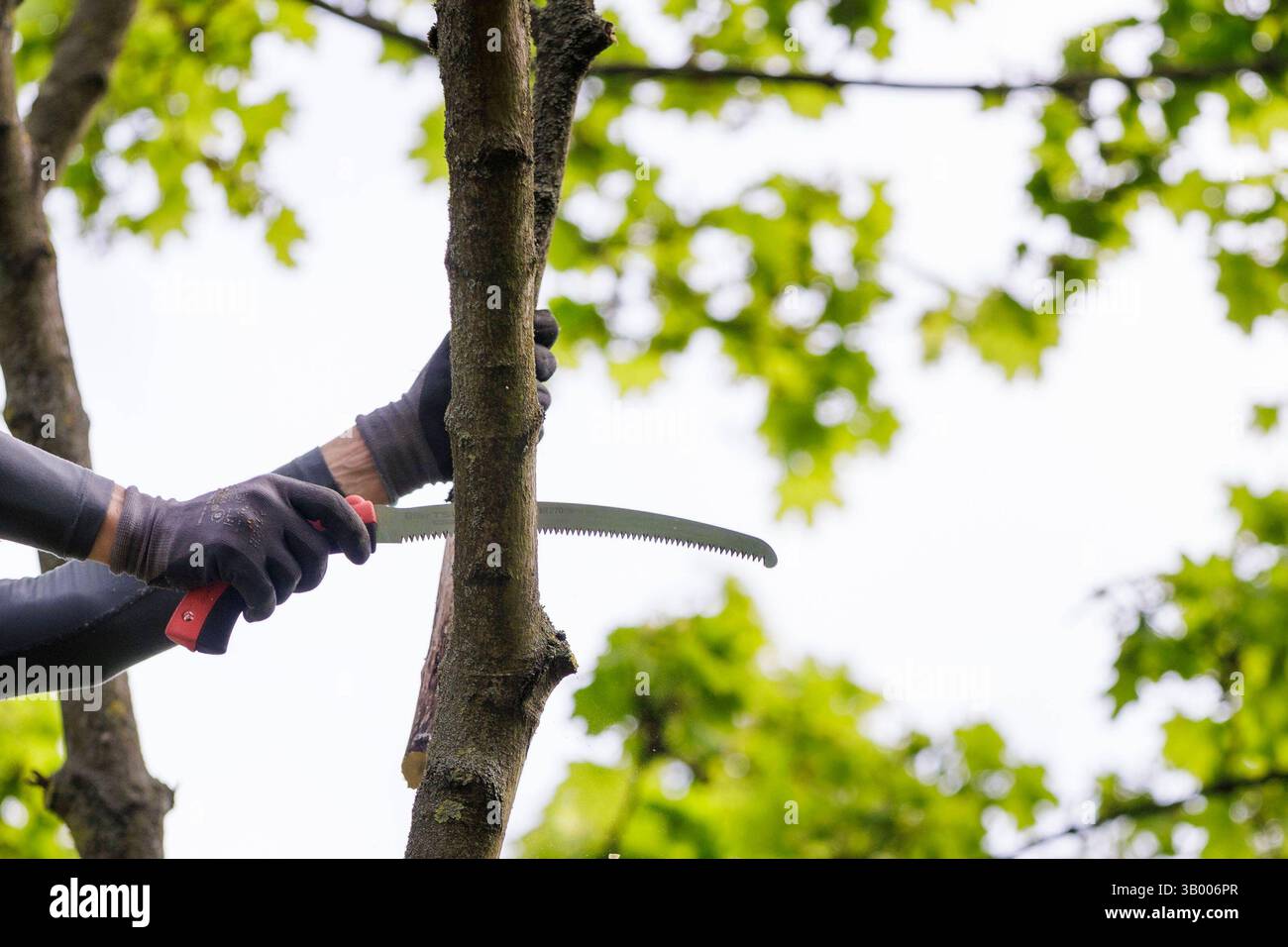Symbolfoto zum Thema Baumpflege. Ein Mann aufgenommen bei der Baumpflege in Berlin, 23.04.2025. Berlin Deutschland *** symbolisches Foto zum Thema o Stockfoto