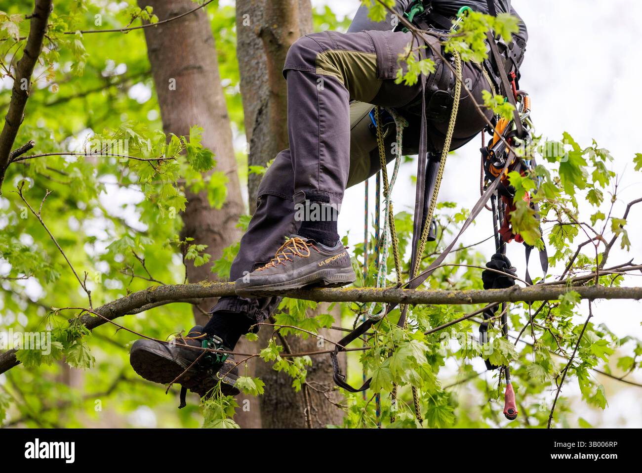 Symbolfoto zum Thema Baumpflege. Ein Mann aufgenommen bei der Baumpflege in Berlin, 23.04.2025. Berlin Deutschland *** symbolisches Foto zum Thema o Stockfoto