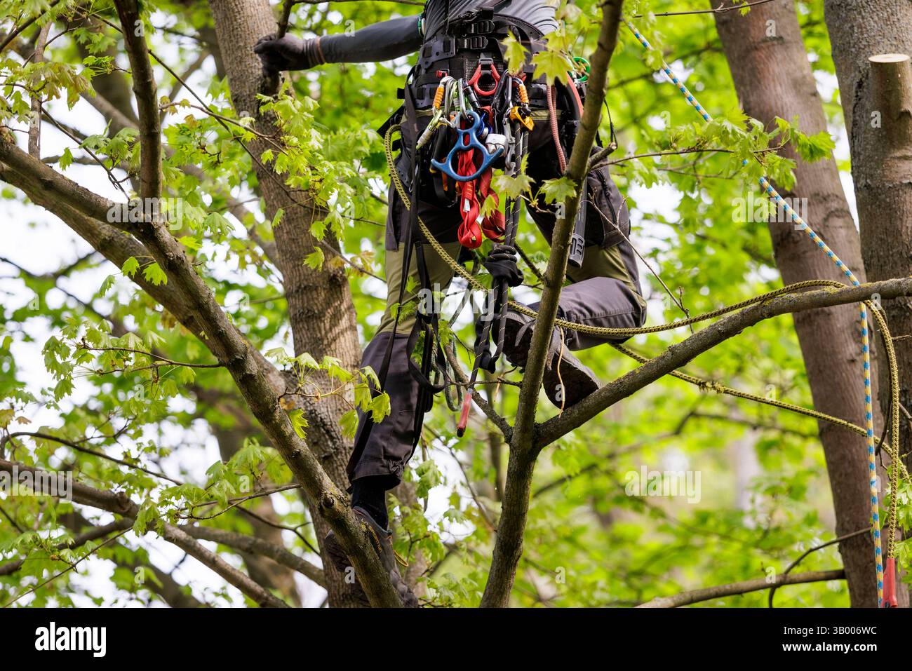 Symbolfoto zum Thema Baumpflege. Ein Mann aufgenommen bei der Baumpflege in Berlin, 23.04.2025. Berlin Deutschland *** symbolisches Foto zum Thema o Stockfoto