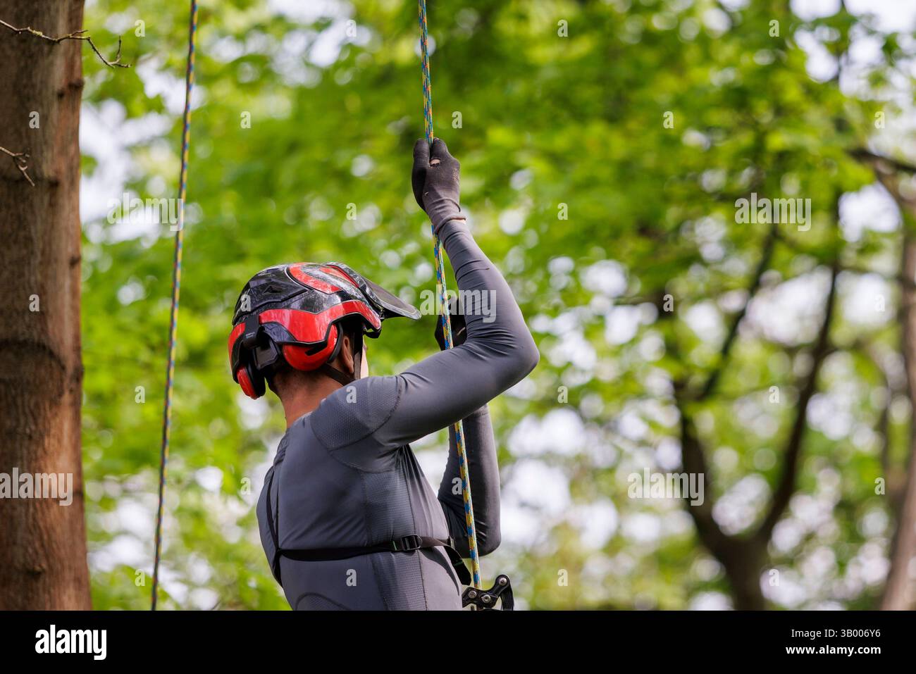 Symbolfoto zum Thema Baumpflege. Ein Mann aufgenommen bei der Baumpflege in Berlin, 23.04.2025. Berlin Deutschland *** symbolisches Foto zum Thema o Stockfoto