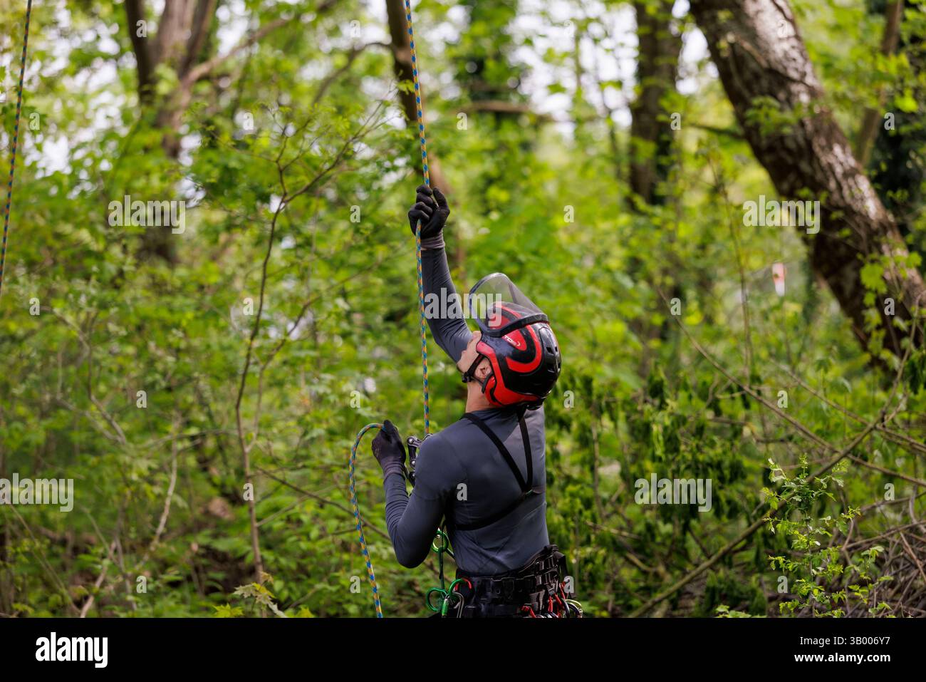 Symbolfoto zum Thema Baumpflege. Ein Mann aufgenommen bei der Baumpflege in Berlin, 23.04.2025. Berlin Deutschland *** symbolisches Foto zum Thema o Stockfoto