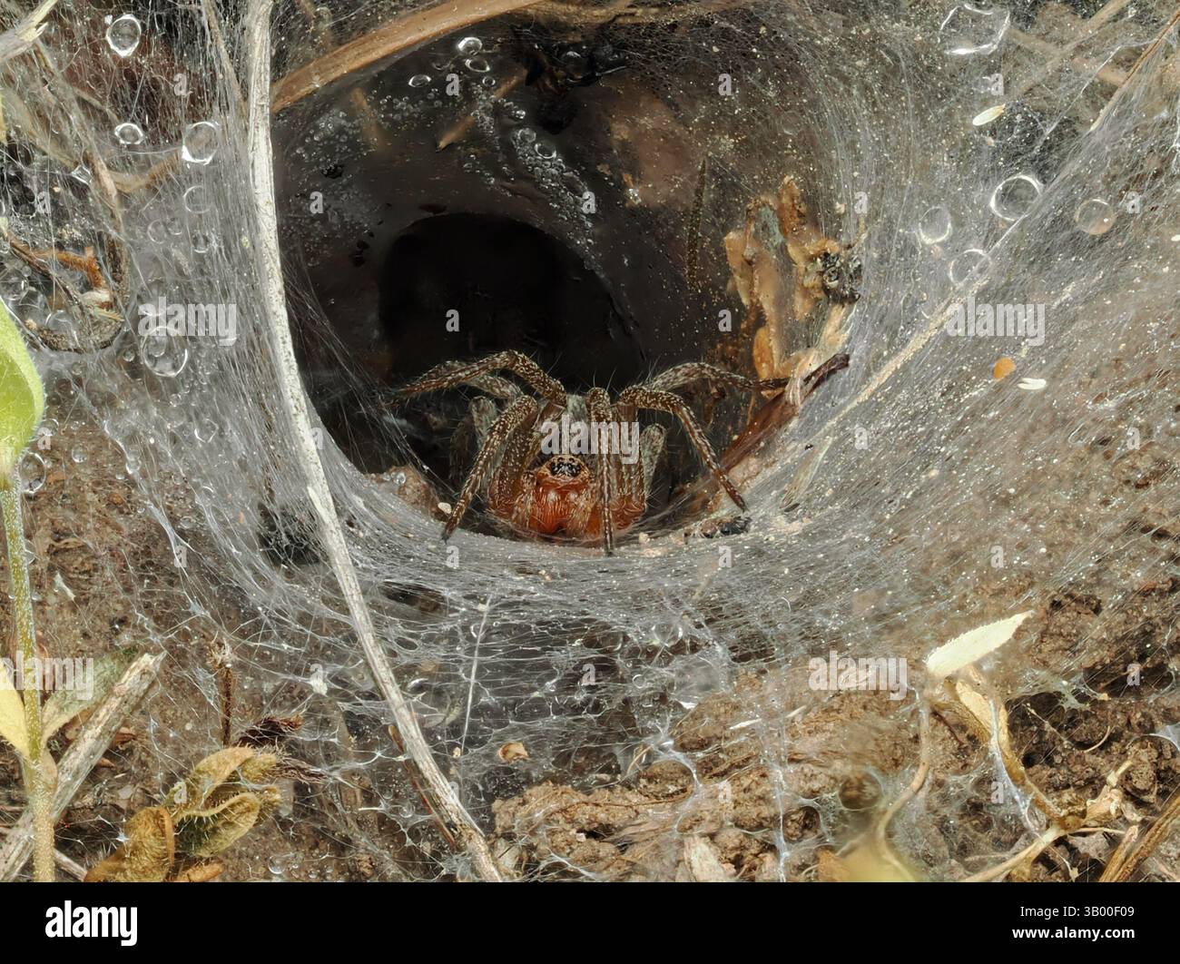 Das Bild zeigt eine Nahaufnahme einer Spinne in der Nähe des Eingangs ihres Netzes, die sich im Gras befindet. Die Spinne hat rotbraune Beine und einen dunklen Körper Stockfoto