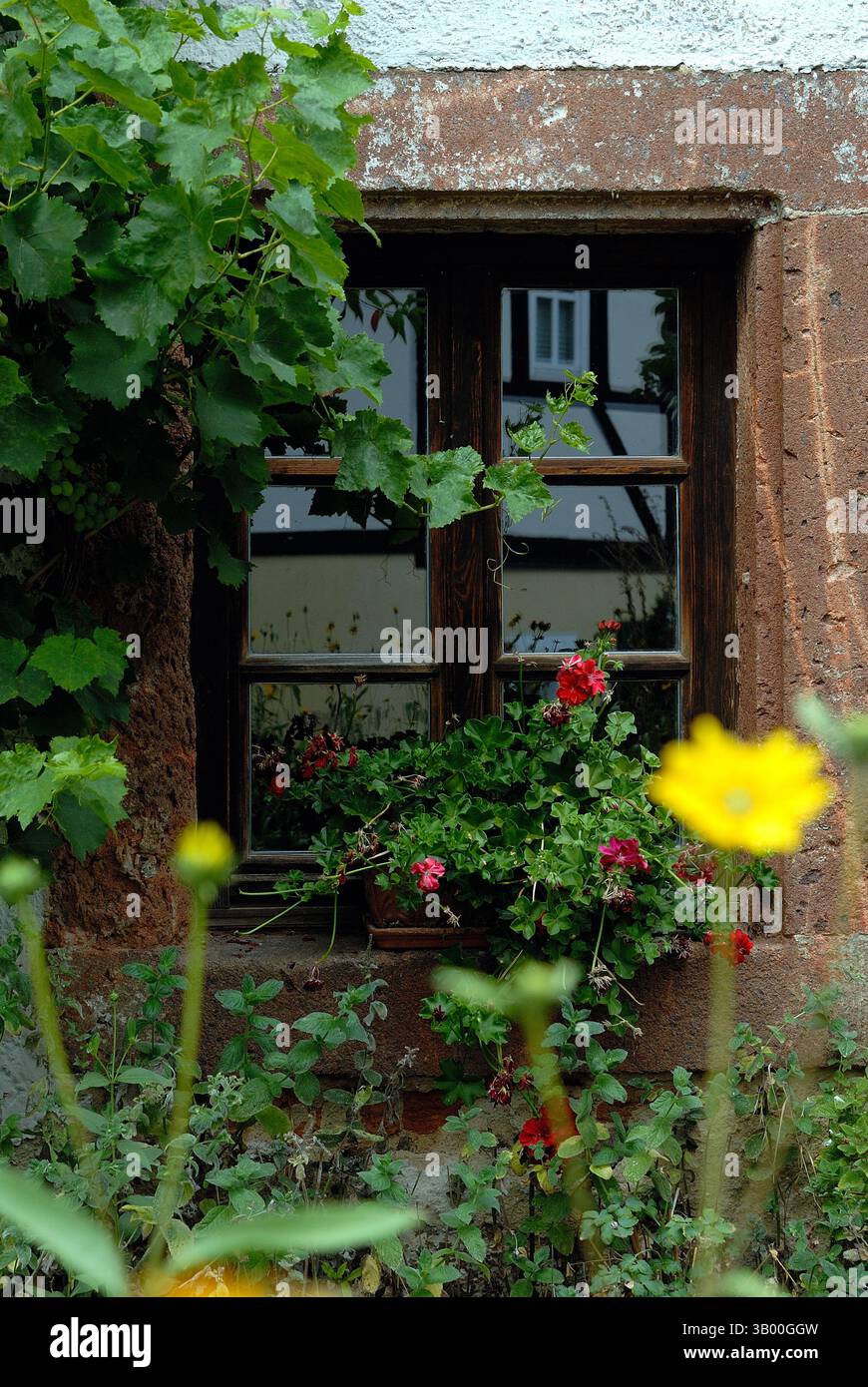 Ein rustikales kleines Fenster in einer alten Sandsteinmauer, umgeben von wilden Weinreben und dekoriert mit üppigen roten Geranien. Stockfoto