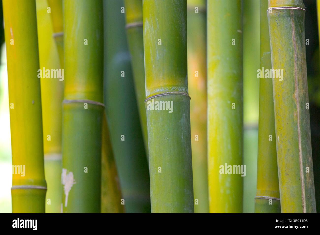 Immergrne mehrjhrige Pflanzen in der Unterfamilie Bambusoideae . Bambus  Gras Familie Poaceae Stockfotografie - Alamy