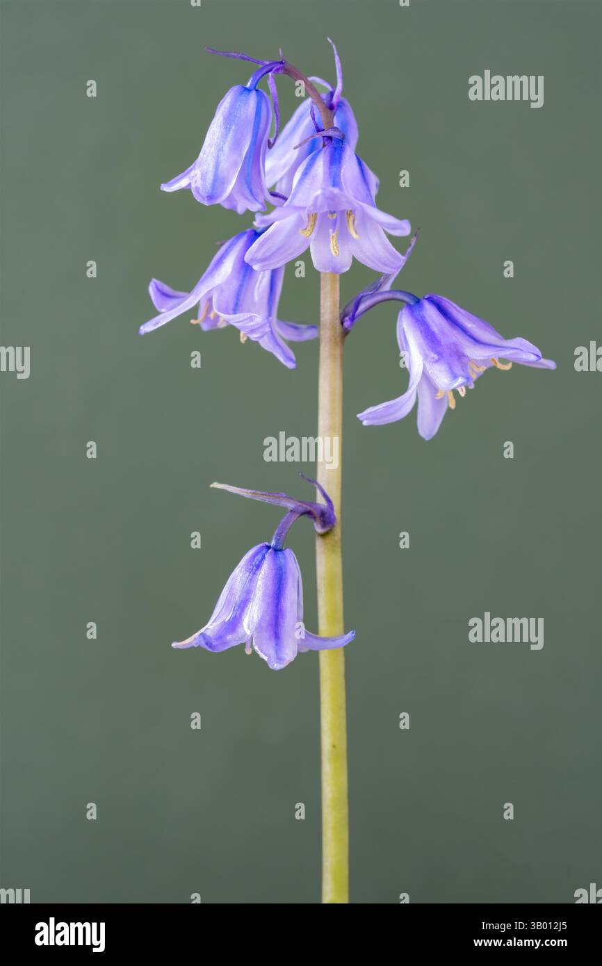 UK. Ein aufrechter Stamm einer nicht einheimischen spanischen Blauglocke, Hyacinthoides hispanica, die in Großbritannien angebaut wird. Stockfoto