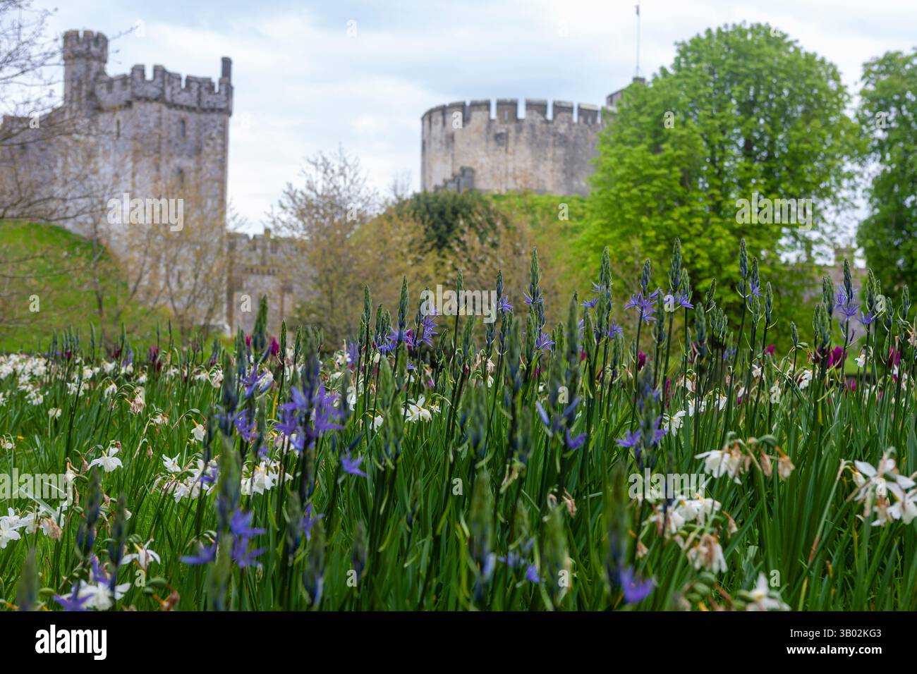 Arundel Castle, West Sussex, England, Großbritannien: Bevis Tower aus dem 13. Jahrhundert und der ursprüngliche Donjon aus dem 12. Jahrhundert; Camassia und Narzissi im Vordergrund Stockfoto