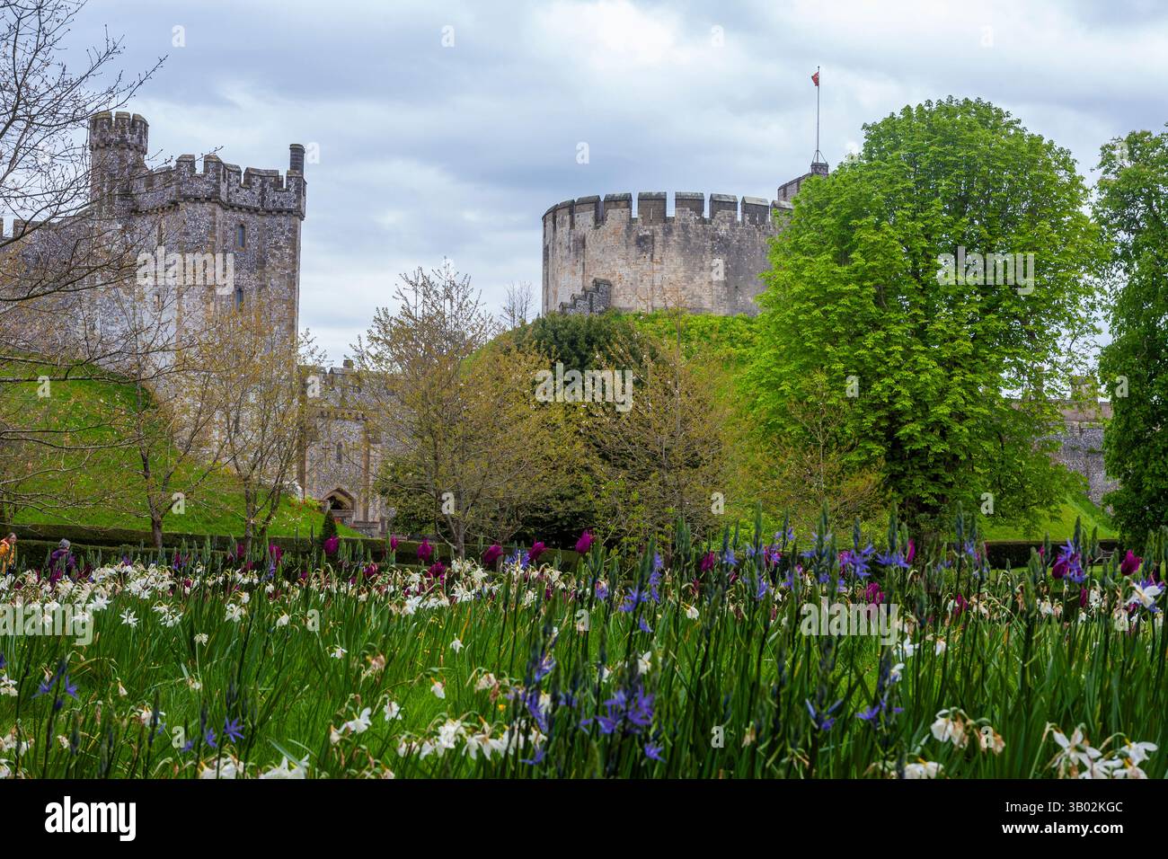 Arundel Castle, West Sussex, England, Großbritannien: Bevis Tower aus dem 13. Jahrhundert und der ursprüngliche Donjon aus dem 12. Jahrhundert; Camassia und Narzissi im Vordergrund Stockfoto