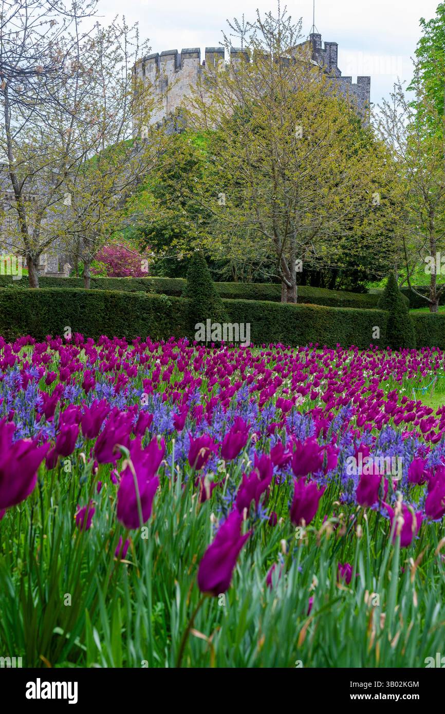 Arundel Castle, West Sussex, England, Großbritannien: Donjon aus dem 12. Jahrhundert auf seiner normannischen Motte. Tulpen (Purple Dream) und Camassia bedecken die Bank im Vordergrund Stockfoto