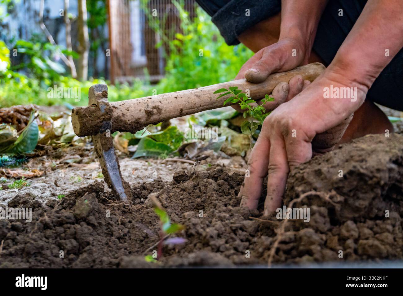 Hände, die Boden mit einer Grabhacke in einem Garten reparieren, veranschaulichen die Praxis des ganzheitlichen ökologischen Landbaus und der Handarbeit für nachhaltige Pflanzenkulturen Stockfoto