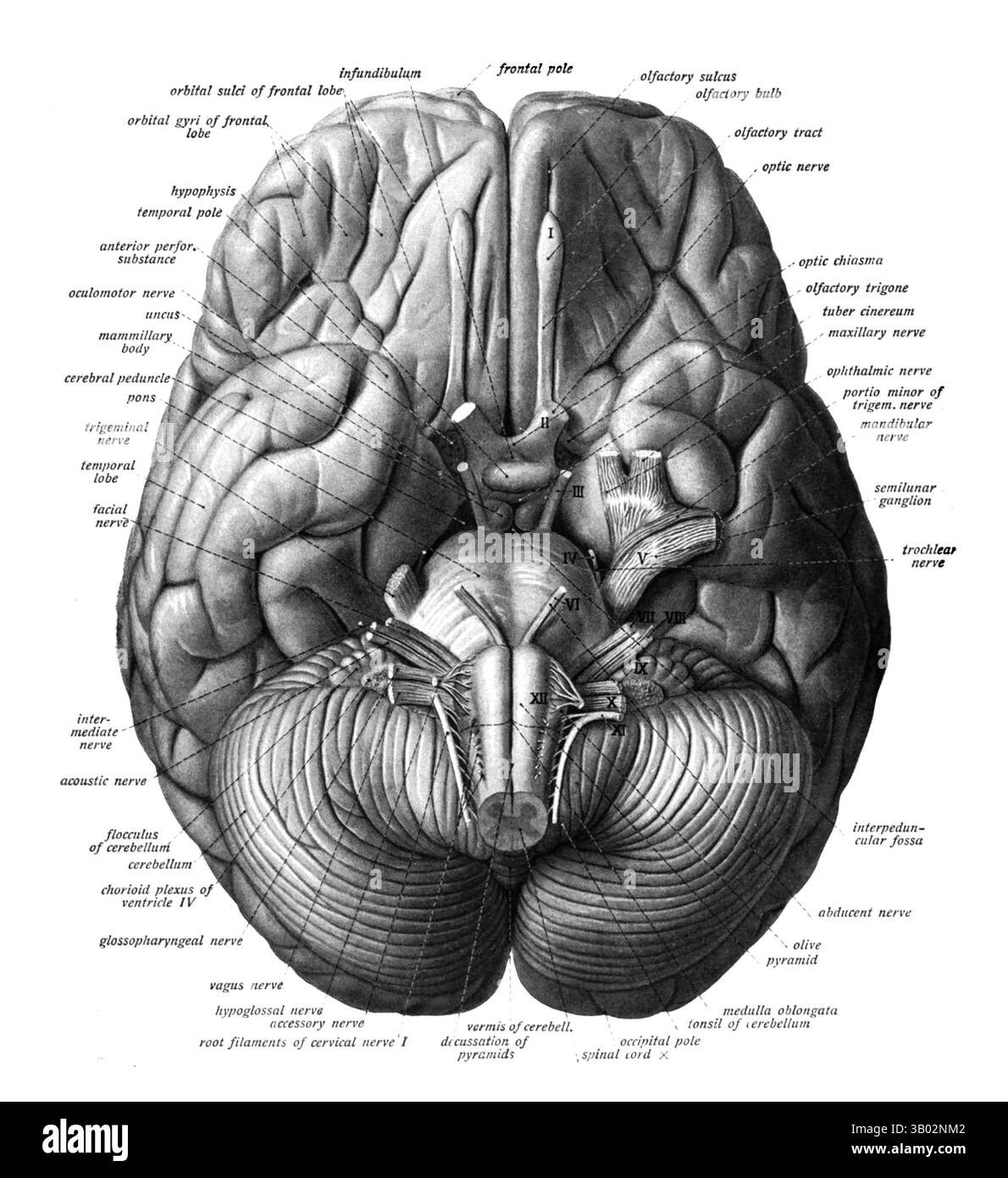Das menschliche Gehirn von unten betrachtet. Illustration aus 'Atlas und Textbuch der menschlichen Anatomie Band III Gefäßsystem, Lymphsystem, Nervensystem und Sinnesorgane' von Dr. Johannes Sobotta, 1908. Stockfoto
