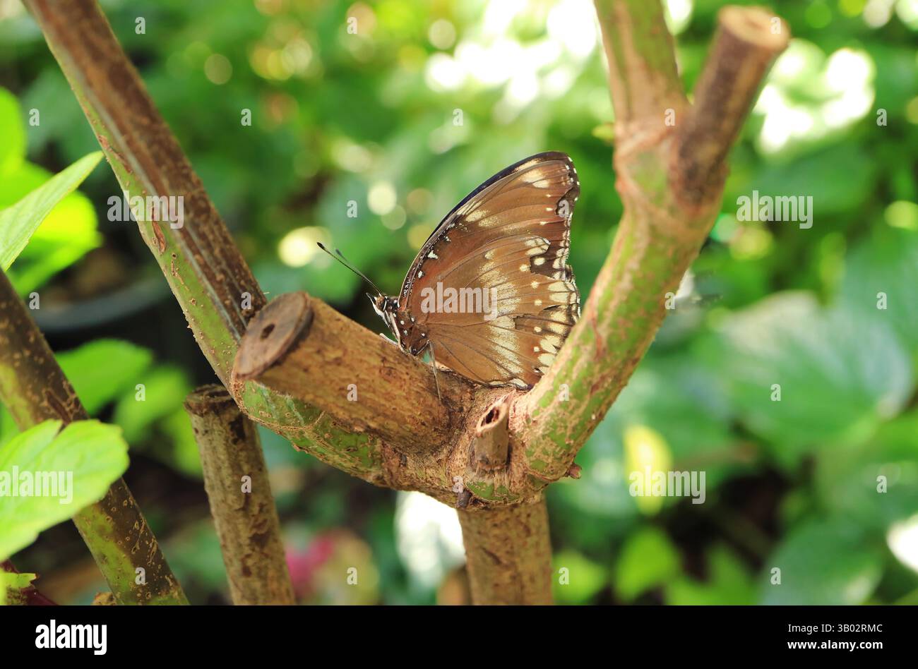 Wunderschöner großer Eggfly oder Blaumond Schmetterling (Hypolimnas Bolina), der auf einem Baumzweig ruht Stockfoto