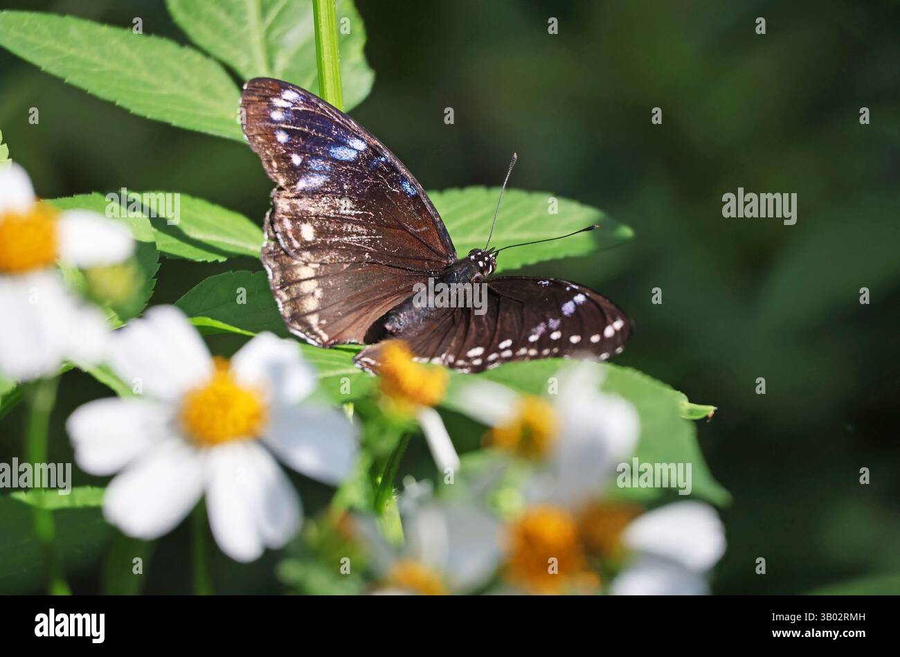 Hypolimnas Bolina oder der Blaue Mond Schmetterling mit veränderbaren Punktmustern auf blühendem Sträucher Stockfoto
