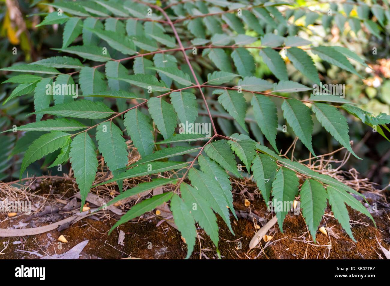 Die Blätter von Koelreuteria paniculata blühen in einem botanischen Garten in Uttarakhand, Indien, und zeigen lebendiges Laub und natürliche Schönheit. Stockfoto