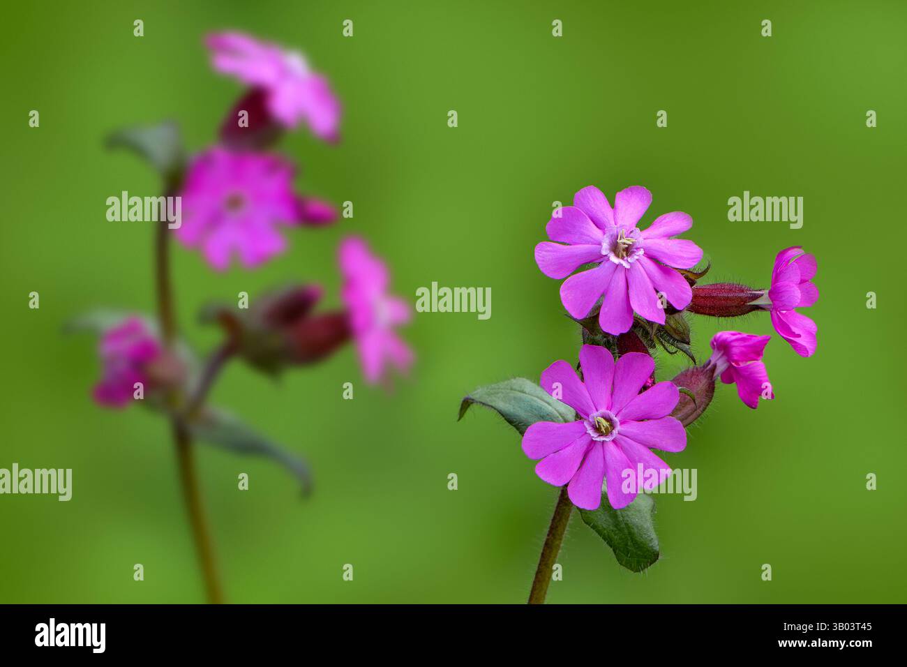 Rote campion / rote Fliege (Silene dioica / Melandrium rubrum) in der Blüte im Frühjahr Stockfoto