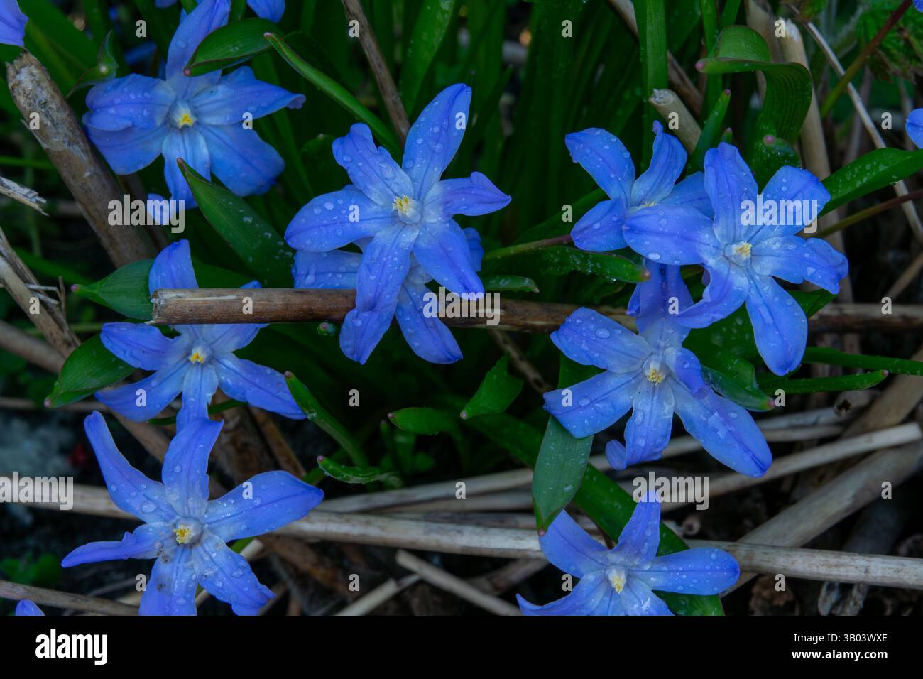 Zarte blaue Blüten mit Tropfen gedeihen in üppigem Grün, was die Ankunft des Frühlings und die Verjüngung der Natur symbolisiert. Stockfoto