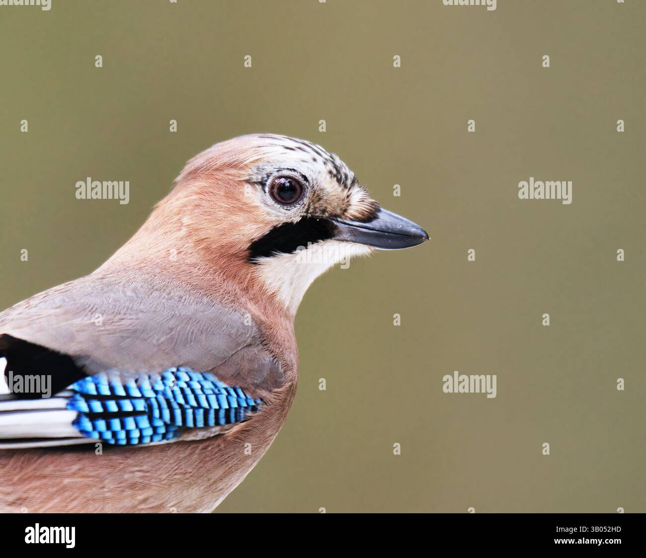 Eurasian jay (Garrulus glandarius) Nahaufnahme im Winter. Stockfoto