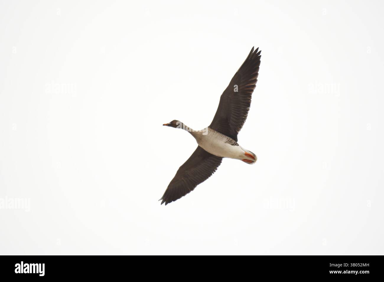Taiga-Bohnengans (Anser fabalis), die im Frühjahr in den Himmel fliegen. Stockfoto
