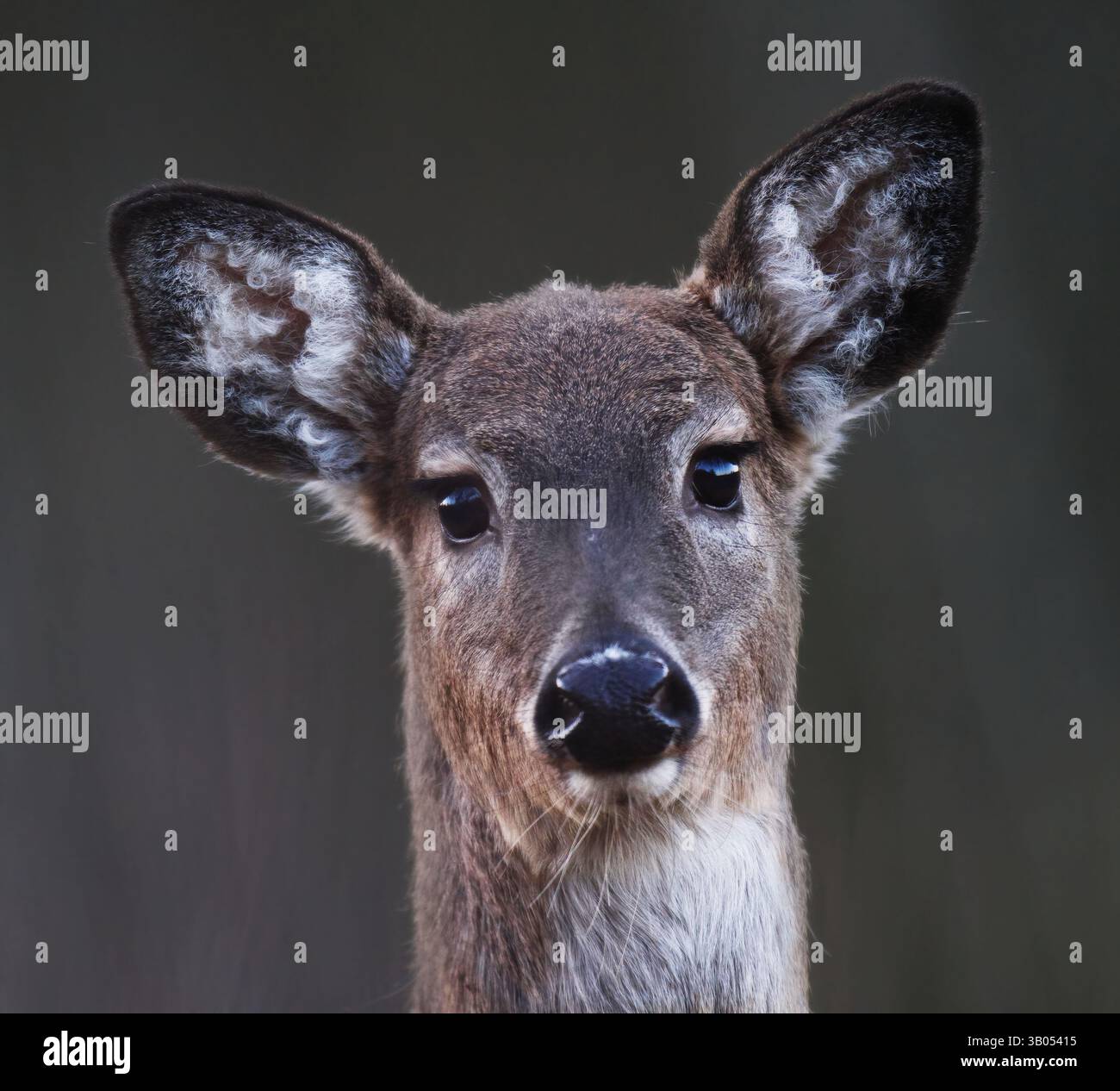 Weißschwanzhirsche (Odocoileus virginianus) weibliche Nahaufnahme im Frühjahr. Stockfoto