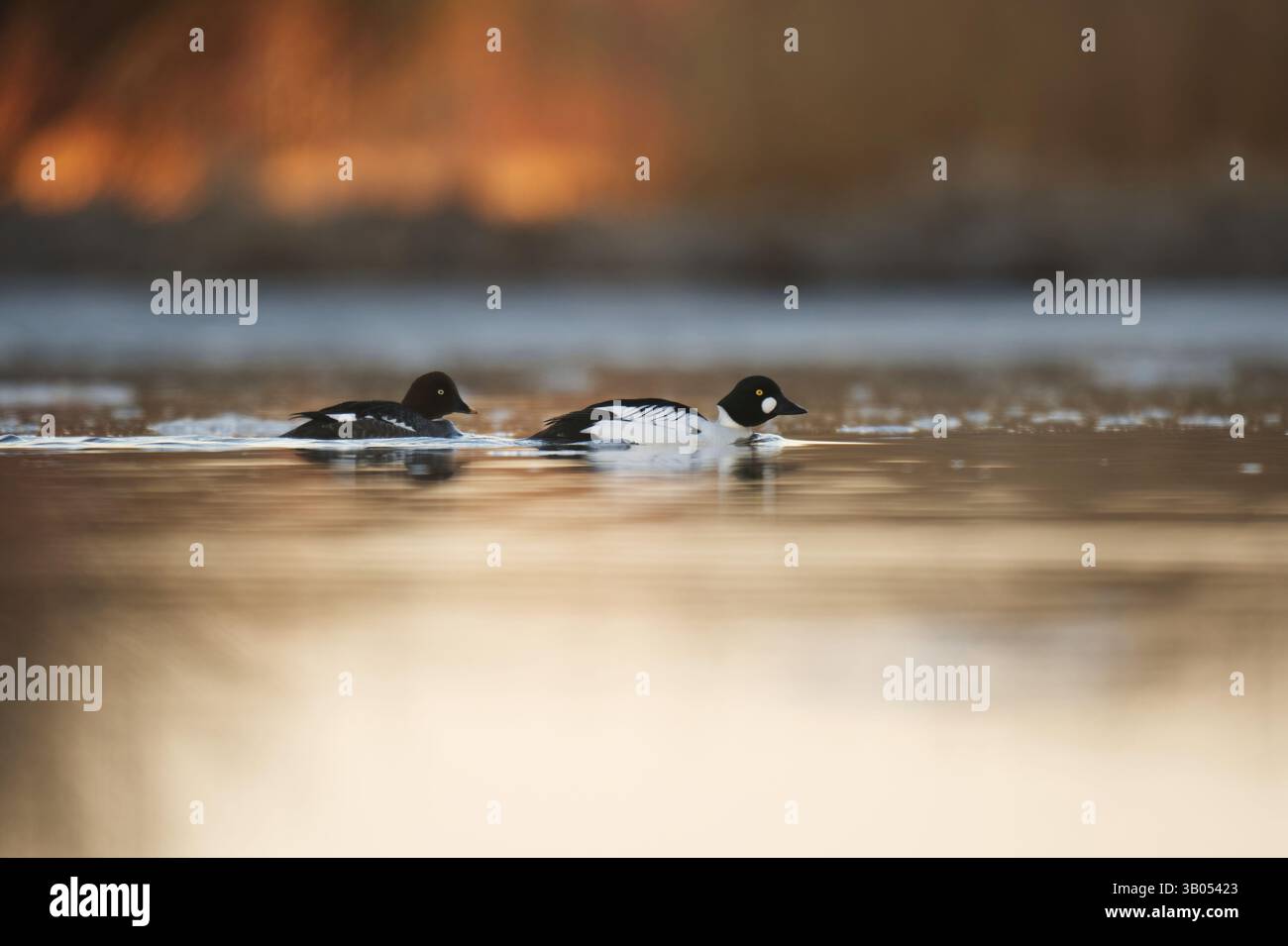 Gemeines goldeneye (Bucephala clangula), männlich und weiblich, die im Fluss schwimmen. Stockfoto