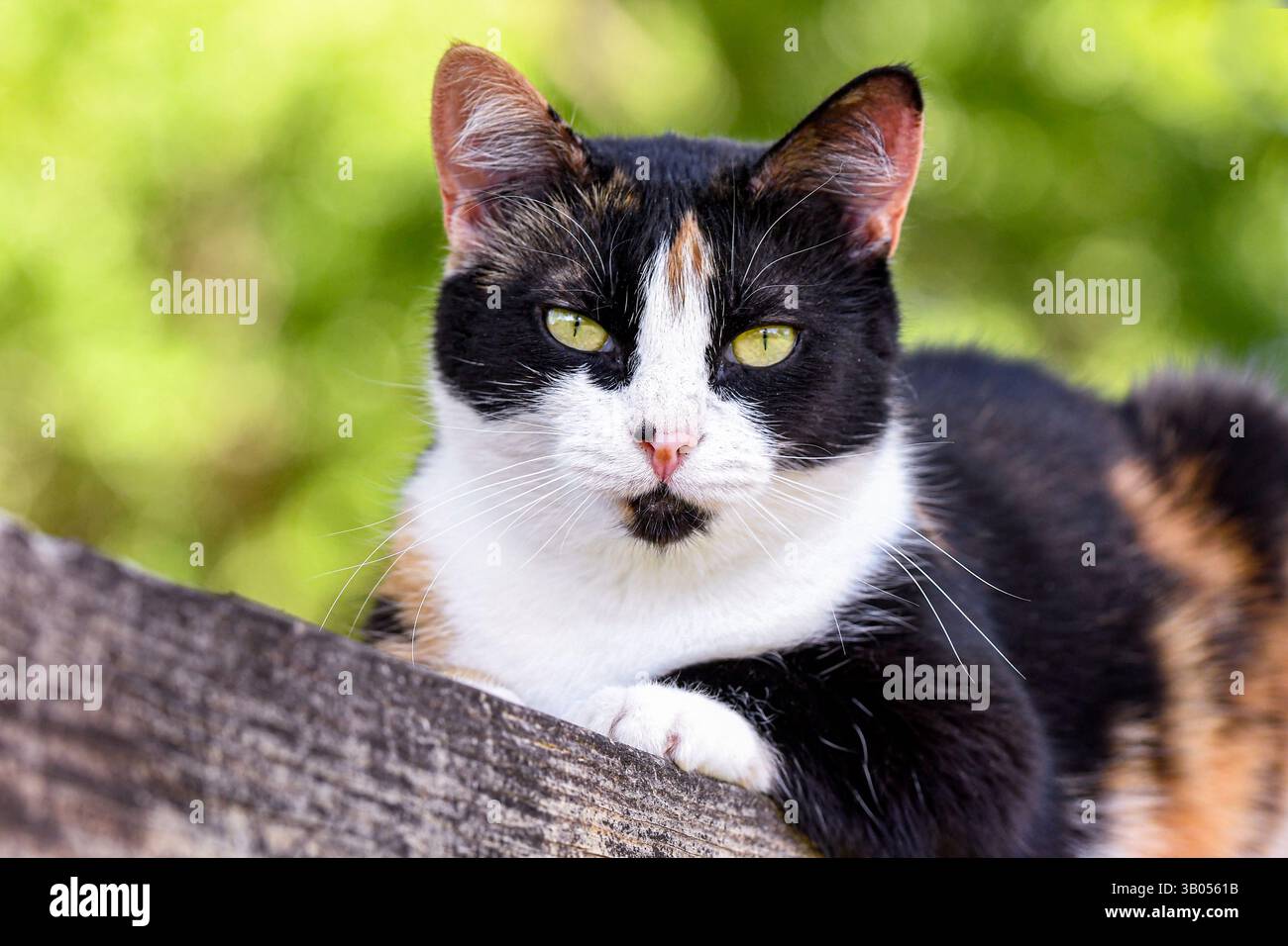 Nahaufnahme einer niedlichen Schildpatt-farbigen Katze mit grünem Bokeh-Hintergrund. Stockfoto