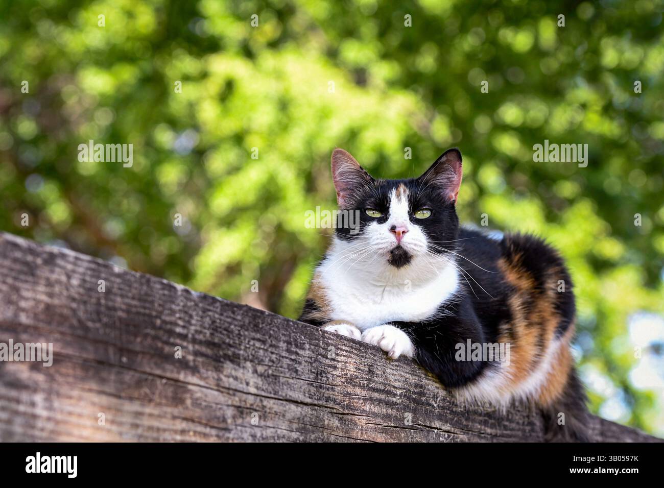 Eine Schildpattkatze, die auf einer hölzernen Zaunschiene sitzt und auf die Kamera blickt, mit einem unscharfen Baum im Hintergrund. Stockfoto